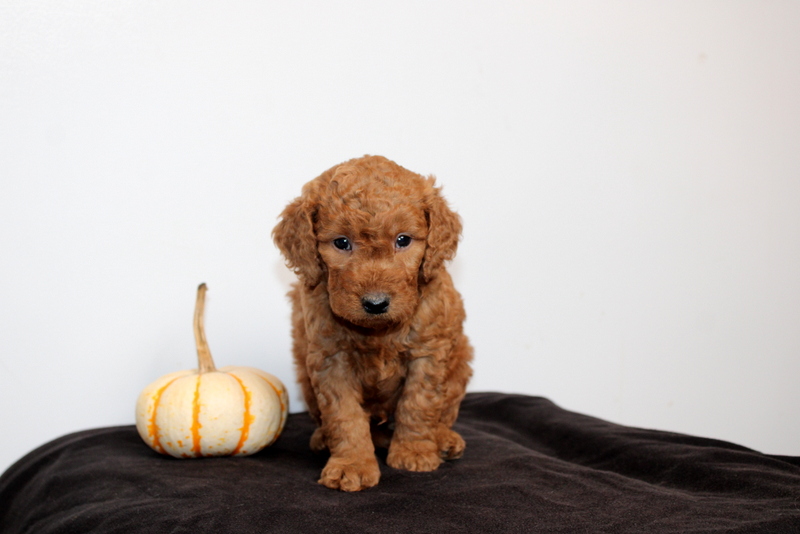 puppy, for, sale, Mini Golden Doodle F2, Matthew B. Stoltzfus, dog, breeder, Gap, PA, dog-breeder, puppy-for-sale, forsale, nearby, find, puppyfind, locator, puppylocator, aca